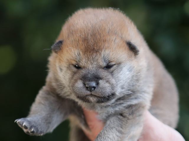 AI5I5177-puppy AI5I5177-puppy