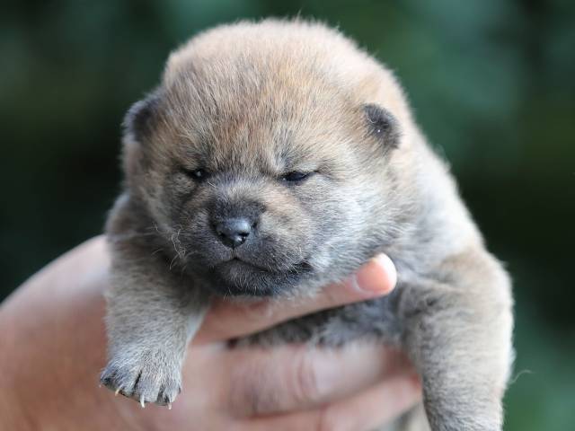 AI5I5216-puppy AI5I5216-puppy