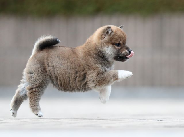 AI5I5253-puppy AI5I5253-puppy