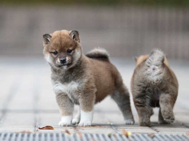 AI5I5276-puppy AI5I5276-puppy