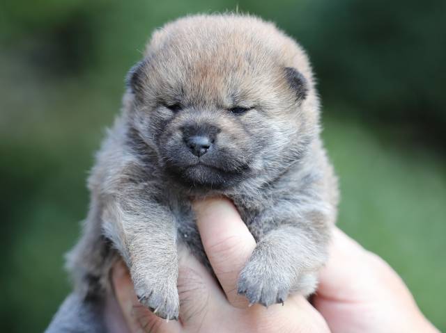 AI5I5286-puppy AI5I5286-puppy