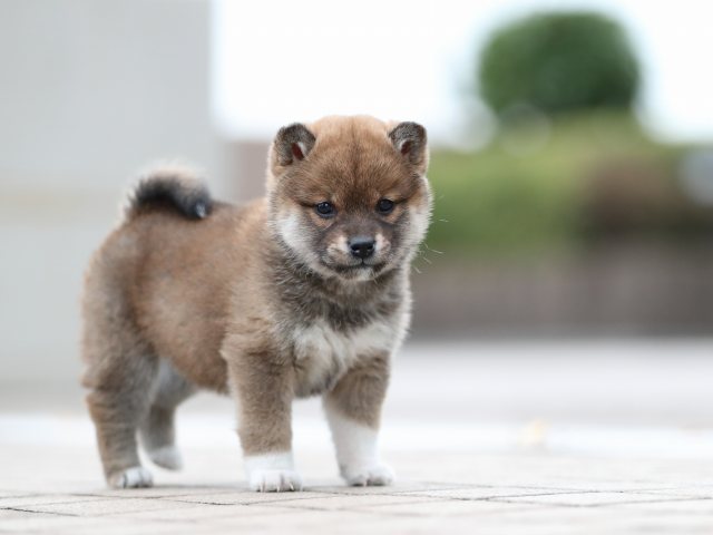 AI5I5365-puppy AI5I5365-puppy