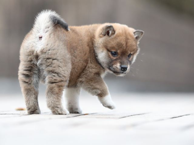 AI5I5402-puppy AI5I5402-puppy