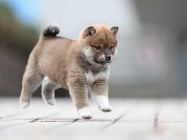 AI5I5410-puppy AI5I5410-puppy