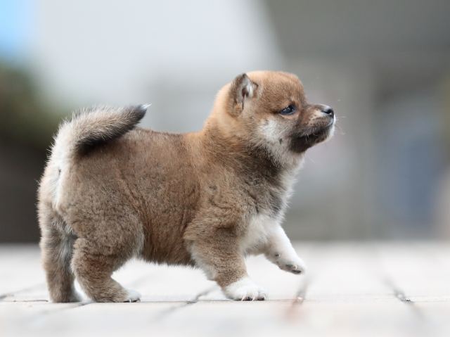 AI5I5418-puppy AI5I5418-puppy