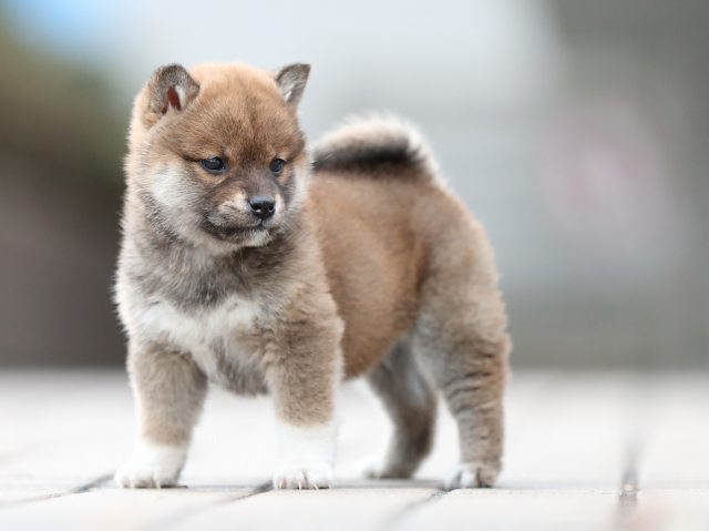 AI5I5439-puppy AI5I5439-puppy