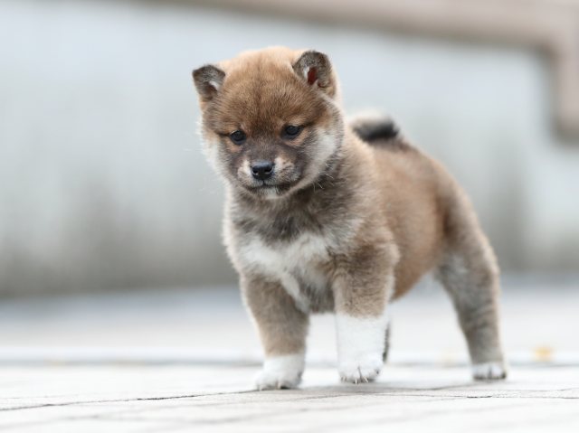 AI5I5461-puppy AI5I5461-puppy