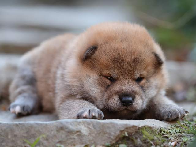 AI5I5550-puppy AI5I5550-puppy