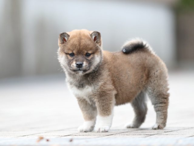 AI5I5552-puppy AI5I5552-puppy