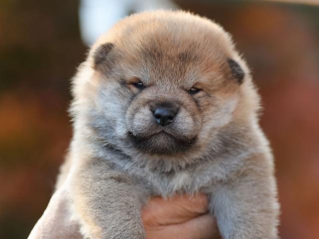 AI5I5556-puppy AI5I5556-puppy