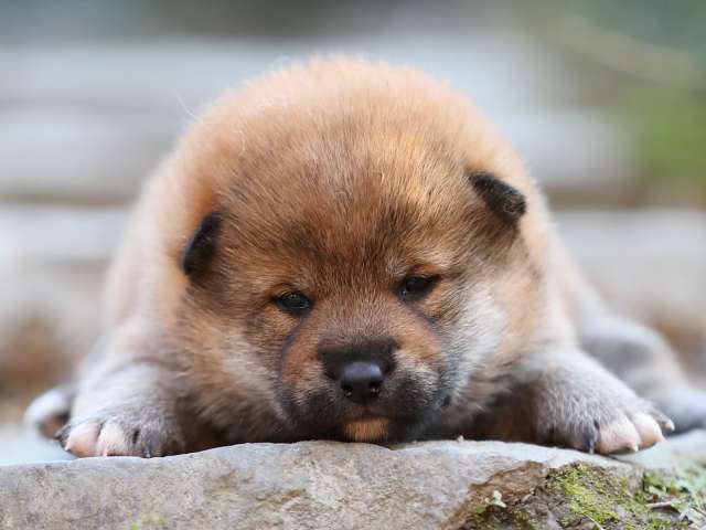 AI5I5567-puppy AI5I5567-puppy