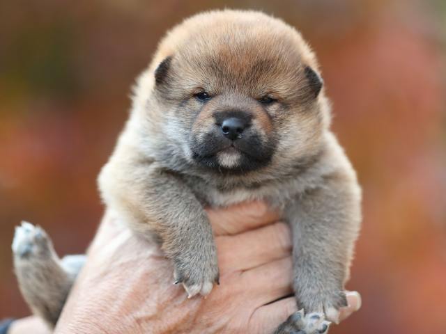 AI5I5593-puppy AI5I5593-puppy