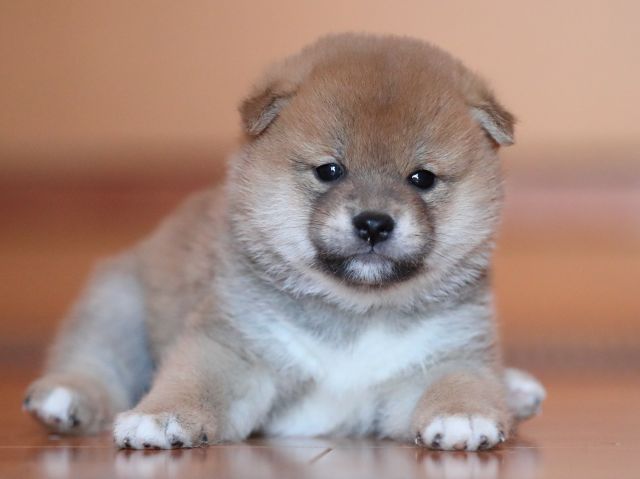 AI5I5780-puppy AI5I5780-puppy