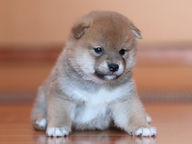 AI5I5786-puppy AI5I5786-puppy
