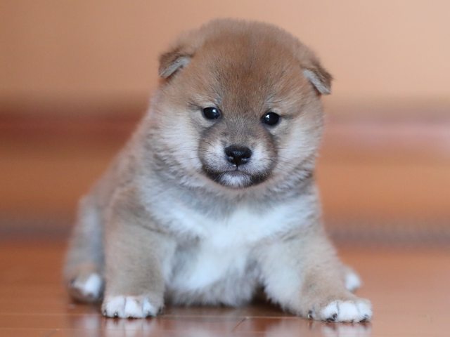 AI5I5789-puppy AI5I5789-puppy