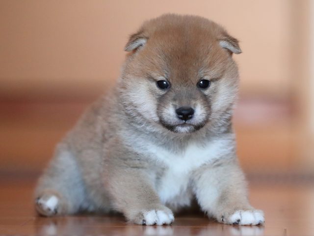 AI5I5820-puppy AI5I5820-puppy