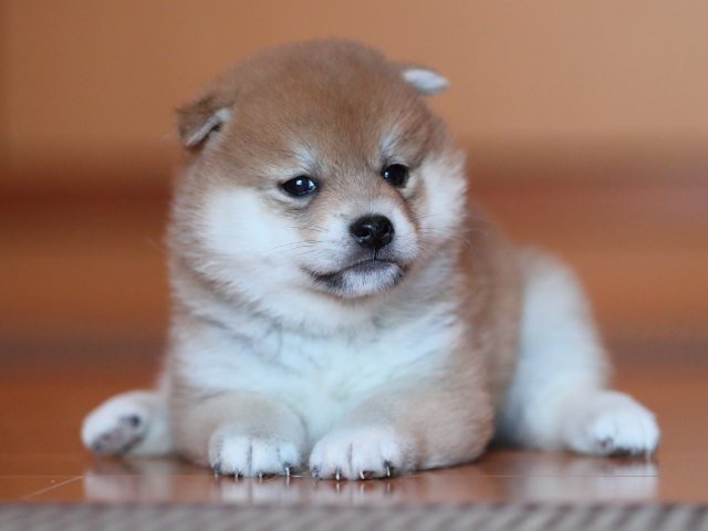 AI5I5826-puppy AI5I5826-puppy