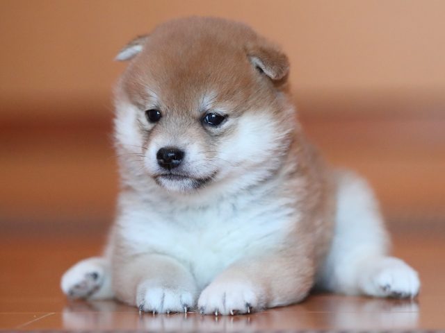 AI5I5832-puppy AI5I5832-puppy