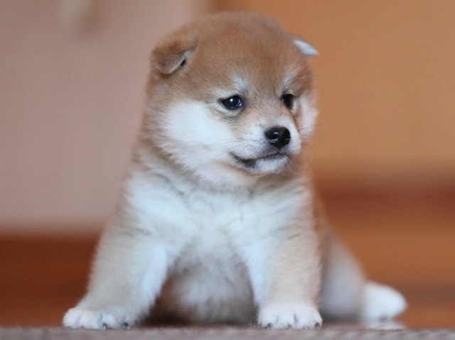 AI5I5840-puppy AI5I5840-puppy