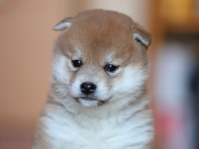 AI5I5864-puppy AI5I5864-puppy