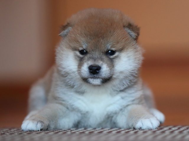 AI5I5893-puppy AI5I5893-puppy