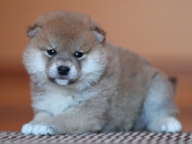 AI5I5907-puppy AI5I5907-puppy
