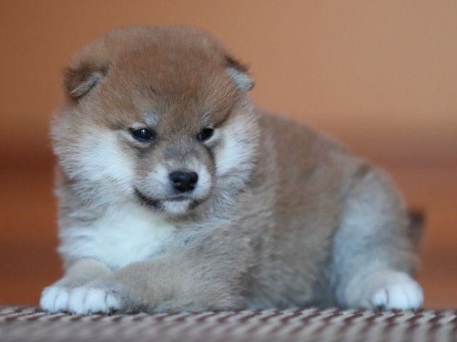 AI5I5917-puppy AI5I5917-puppy