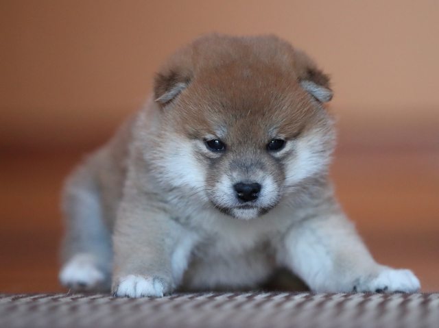 AI5I5924-puppy AI5I5924-puppy