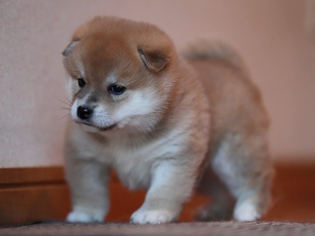 AI5I5941-puppy AI5I5941-puppy