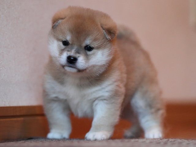 AI5I5946-puppy AI5I5946-puppy