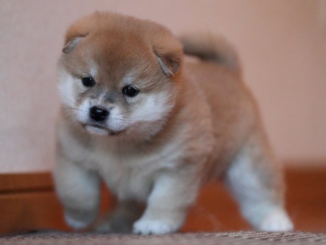 AI5I5950-puppy AI5I5950-puppy