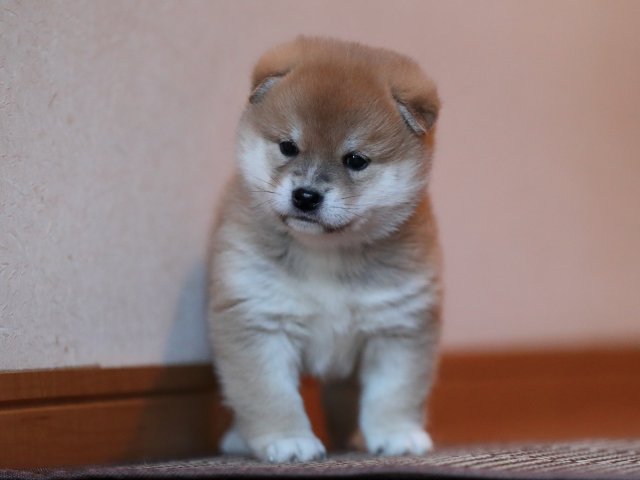 AI5I5971-puppy AI5I5971-puppy