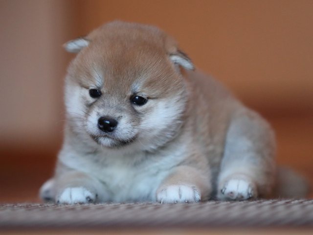 AI5I5993-puppy AI5I5993-puppy