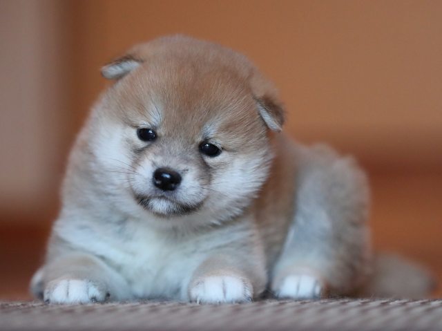AI5I6019-puppy AI5I6019-puppy