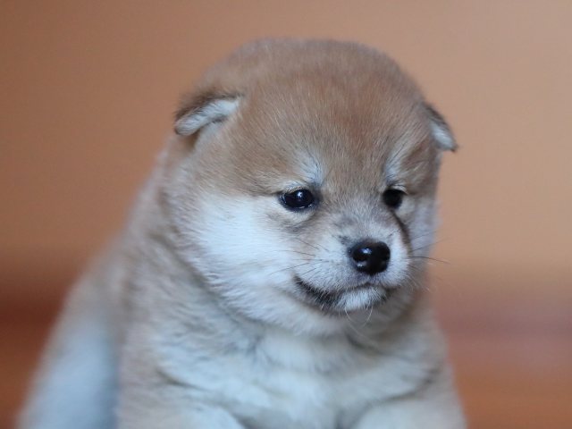 AI5I6030-puppy AI5I6030-puppy