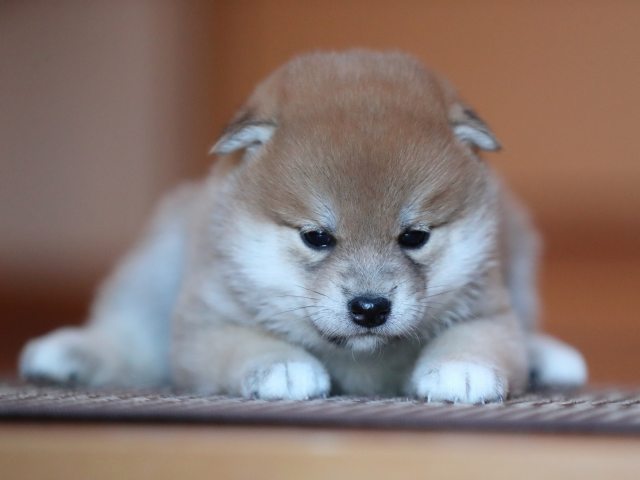 AI5I6088-puppy AI5I6088-puppy