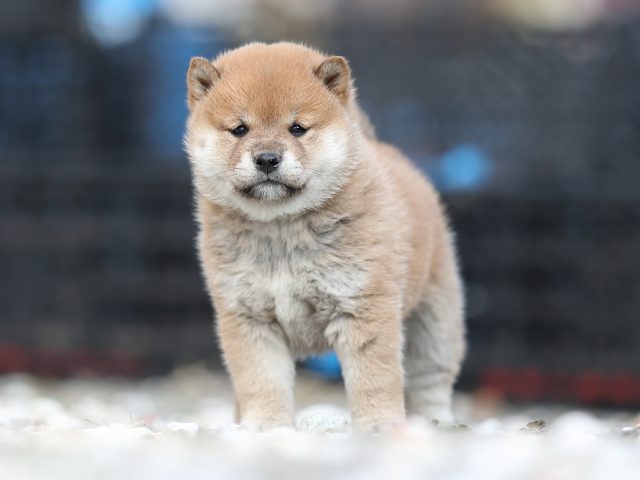 AI5I6205-puppy AI5I6205-puppy