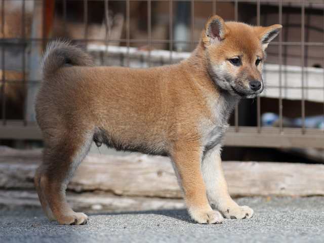 AI5I6206-puppy AI5I6206-puppy
