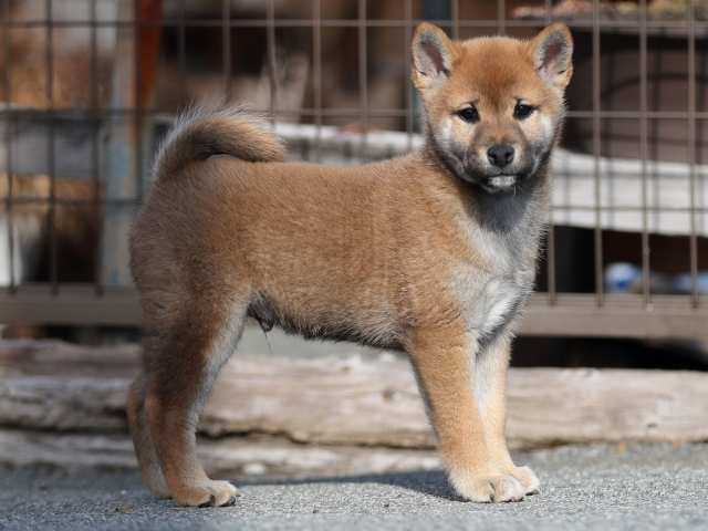 AI5I6214-puppy AI5I6214-puppy