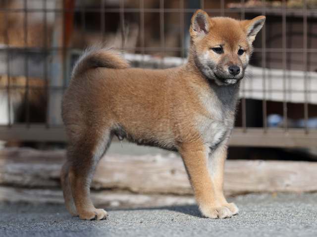 AI5I6224-puppy AI5I6224-puppy