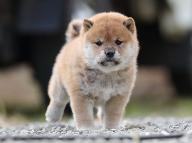 AI5I6238-puppy AI5I6238-puppy
