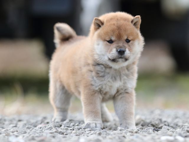 AI5I6250-puppy AI5I6250-puppy