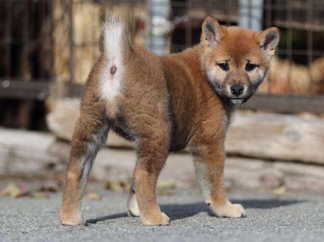 AI5I6260-puppy AI5I6260-puppy