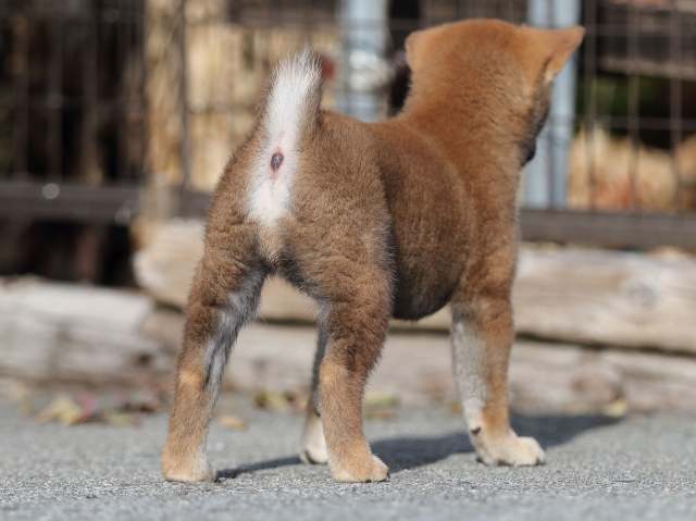 AI5I6265-puppy AI5I6265-puppy