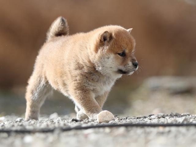 AI5I6324-puppy AI5I6324-puppy