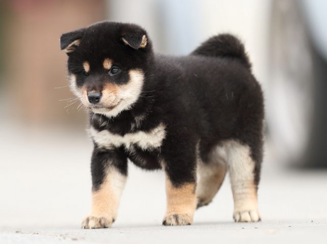 AI5I6334-puppy AI5I6334-puppy