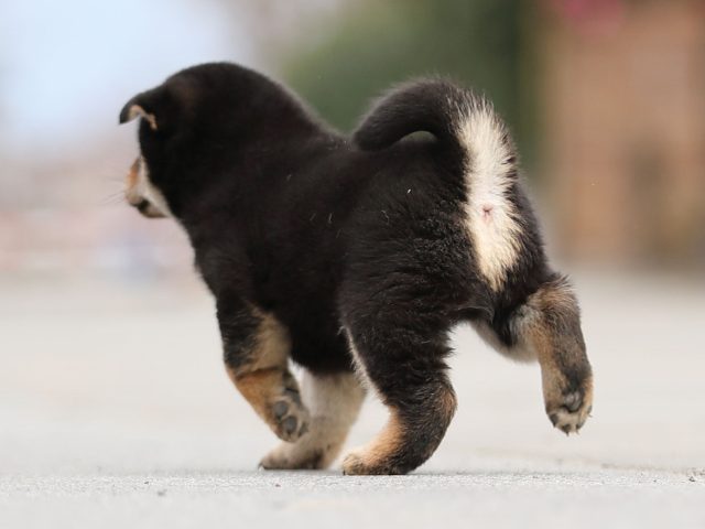 AI5I6378-puppy AI5I6378-puppy