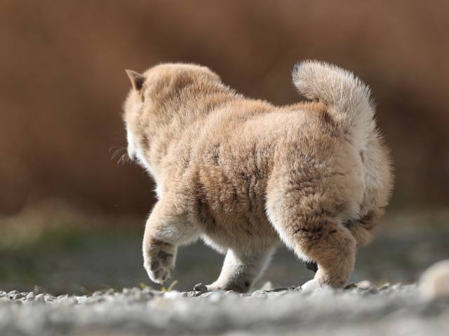 AI5I6395-puppy AI5I6395-puppy