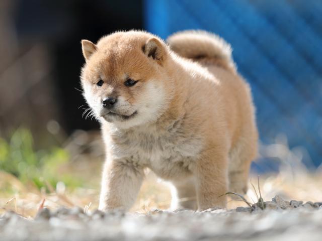 AI5I6411-puppy AI5I6411-puppy