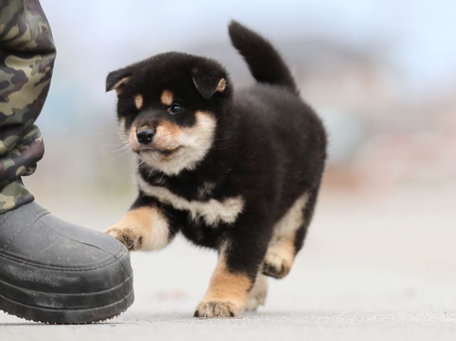 AI5I6411-puppy AI5I6411-puppy